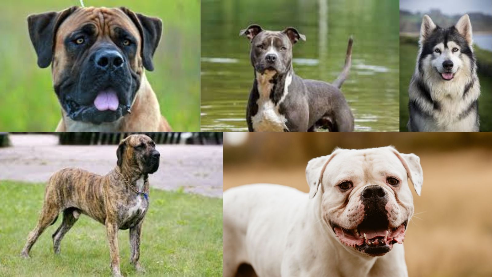 23 Dog Breeds, from American Bull Dog to Pitbull: Banned in India, Know Why?